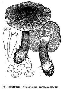黑鱗口蘑 黑鱗口蘑