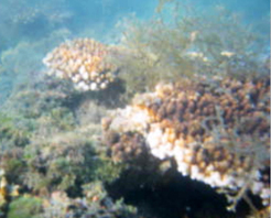 磷槍石島自然保護區
