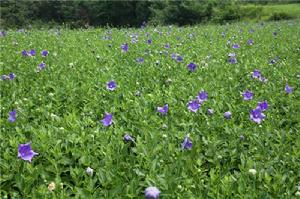 梓潼桔梗 梓潼桔梗