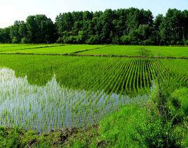 八五八農場 八五八農場