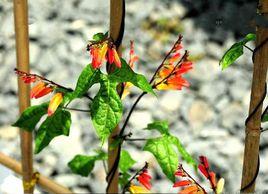 金魚花[旋花科金魚花屬]
