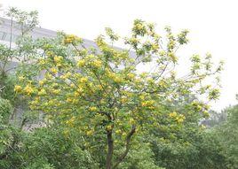 金葉黃槐 金葉黃槐
