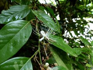 多花山柑 多花山柑