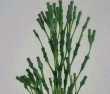 青柳[仙人掌科絲葦屬，是一種附生類仙人掌]