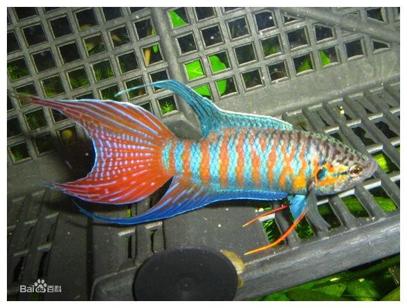 叉尾鬥魚圖片合集