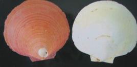 日本日月貝 日本日月貝