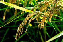 食材甄選圖-稻米