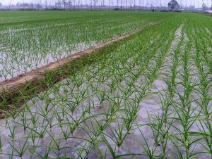 大蒜整地施肥 大蒜整地施肥