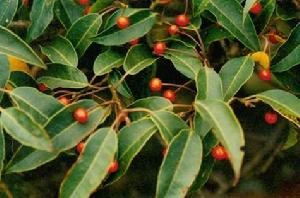 具柄冬青