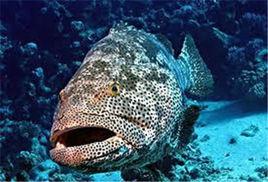 石斑魚屬 石斑魚屬