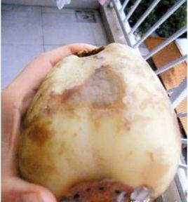 漂白蓮藕 漂白蓮藕