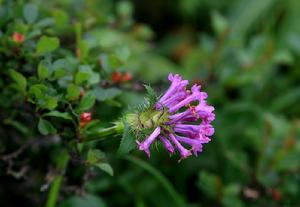 阿壩州九頂山大花刺參——大青樹攝影