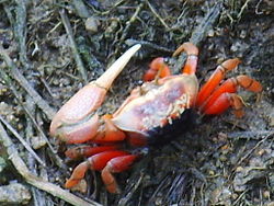 弧邊招潮 弧邊招潮