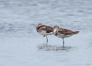 諾曼氏青足鷸 諾曼氏青足鷸