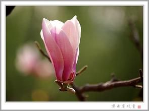 玉蘭飄香[植物]