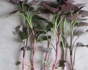 紫薯苗 紫薯苗