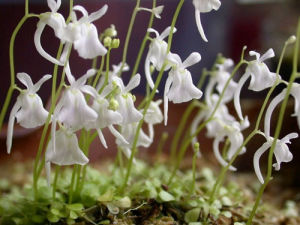 晚花狸藻 晚花狸藻