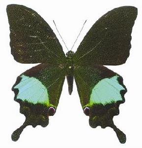 巴黎翠鳳蝶