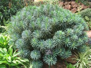 常綠大戟 常綠大戟