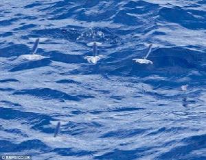 飛翔中的太平洋褶魷魚