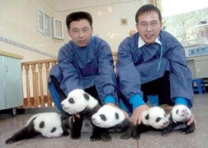 臥龍大熊貓繁育中心