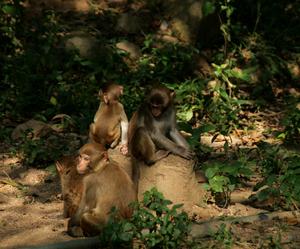 （圖）獼猴