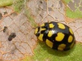 雙七星瓢蟲 雙七星瓢蟲