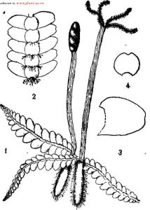 護蒴苔屬 護蒴苔屬