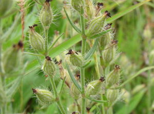 黑花蠅子草 黑花蠅子草