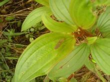 厚毛扁芒菊 厚毛扁芒菊