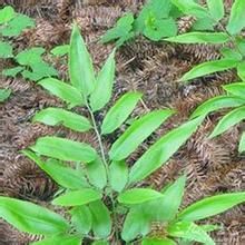 馬肋巴[馬肋巴]