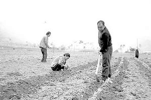 當地民眾正在搶墒栽種油菜