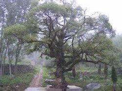 石泉柳(原變種) 石泉柳(原變種)