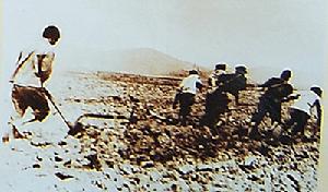 1955年至1956年，因拖拉機開荒滿足不了進度需要，部分地方用人拉梨開荒