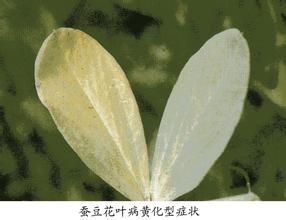 蠶豆花葉病 蠶豆花葉病