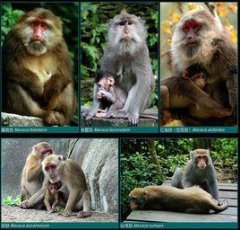 獼猴[獼猴屬簡稱]