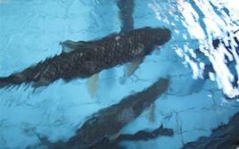 三叉琴尾魚 三叉琴尾魚