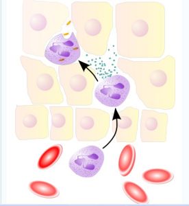 中性粒細胞從血管遷移至細胞基質.