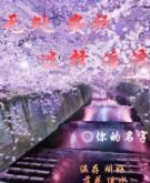 無處安放,選擇流浪 無處安放,選擇流浪