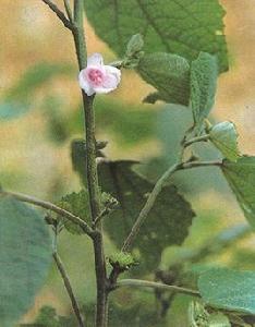 肖梵天花 肖梵天花