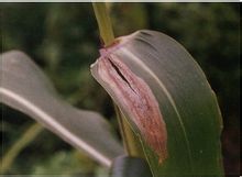 玉米大斑病病葉