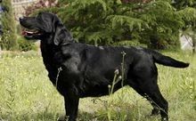 純種拉布拉多犬