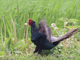 綠雉伊豆亞種 綠雉伊豆亞種