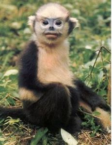 東京灣塌鼻猴（生活于越南）