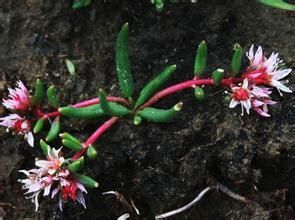 大鱗紅景天 大鱗紅景天