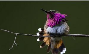 紫喉輝尾蜂鳥