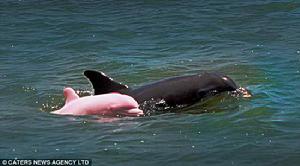 （圖）粉紅瓶鼻海豚
