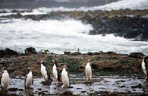 Yellow-eyed penguins, Curio Bay