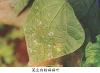 菜豆單囊殼 菜豆單囊殼