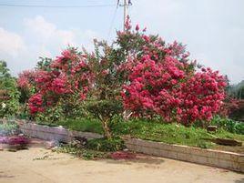 金江火把花(原變種) 金江火把花(原變種)